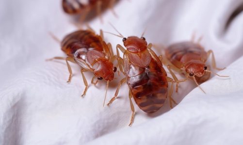 La falsa scabbia: sintomi e manifestazioni da conoscere